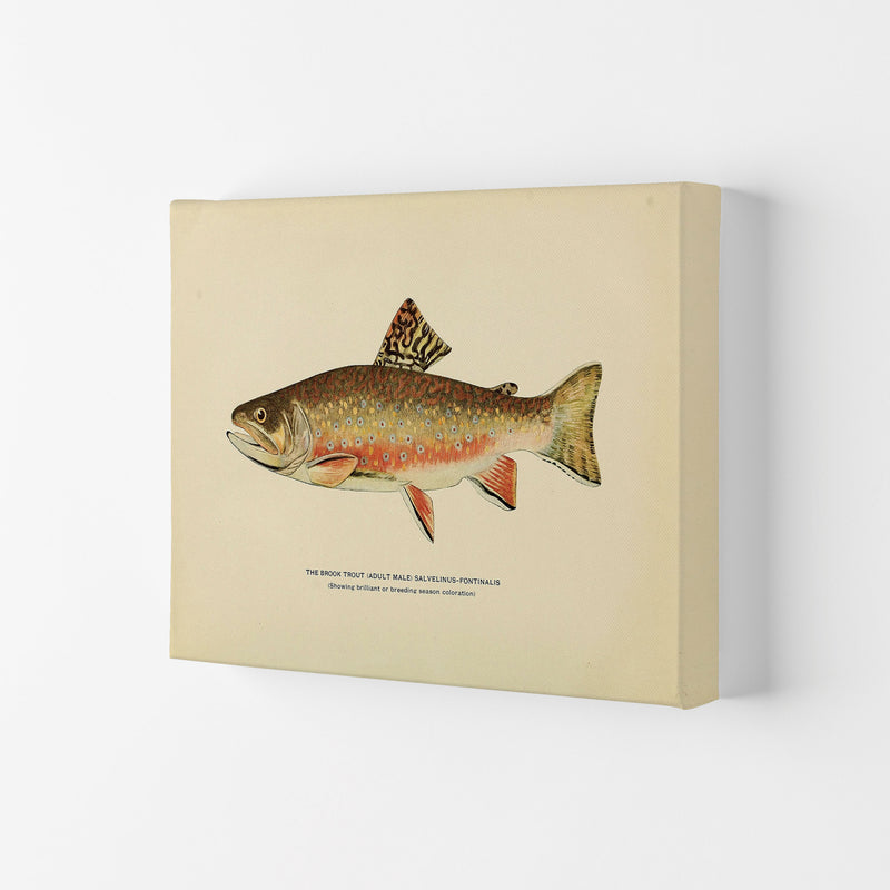 Brook Trout Illustration Art Print by Jason Stanley