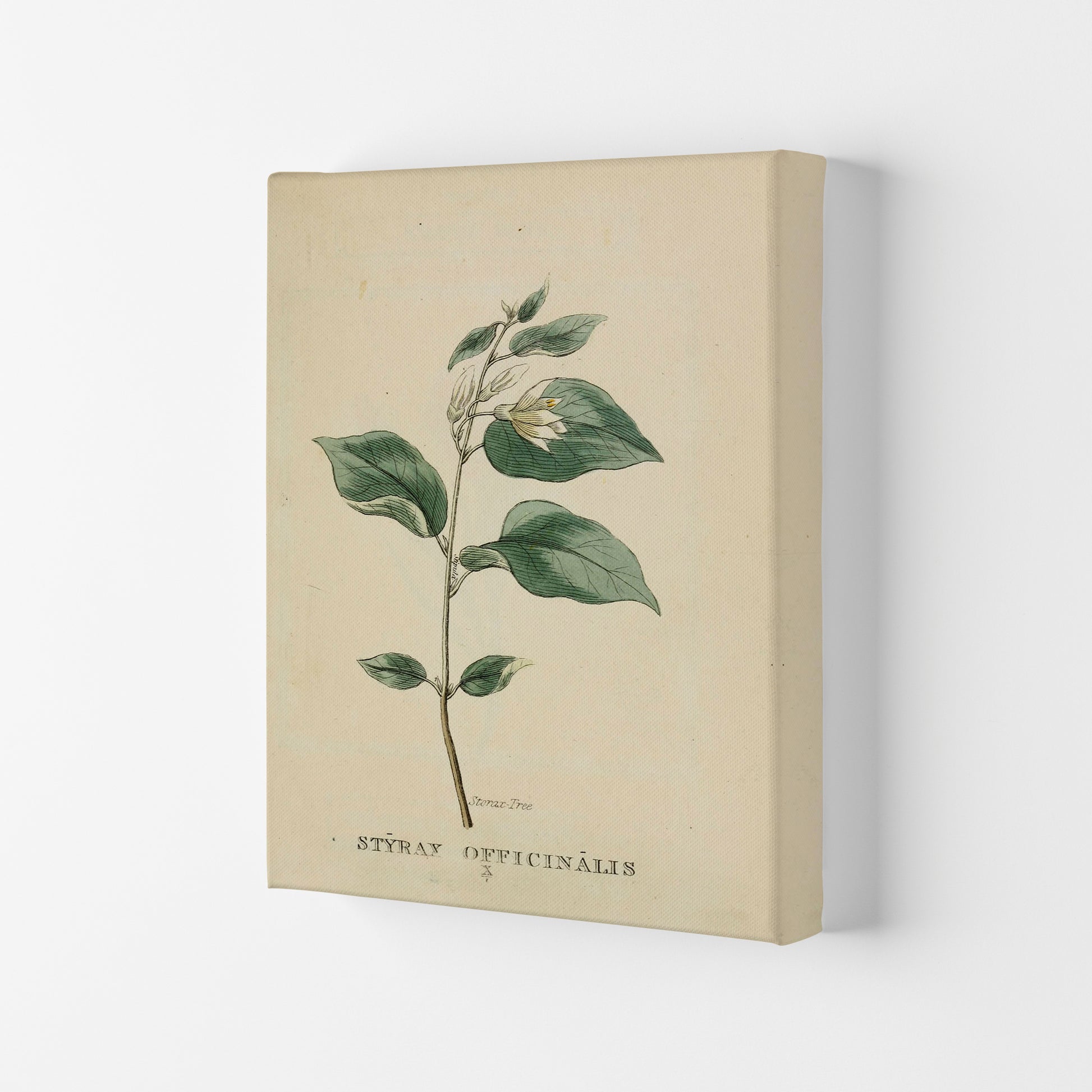 Vintage Flower Series 1 Art Print by Jason Stanley Canvas