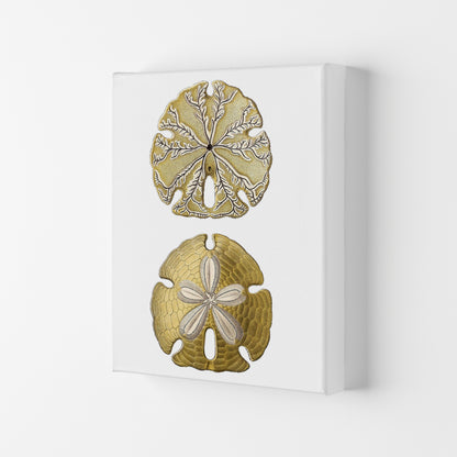 Sand Dollar Illustration Art Print by Jason Stanley Canvas