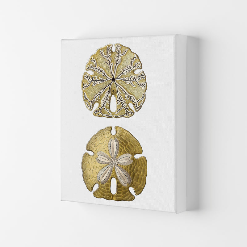 Sand Dollar Illustration Art Print by Jason Stanley Canvas