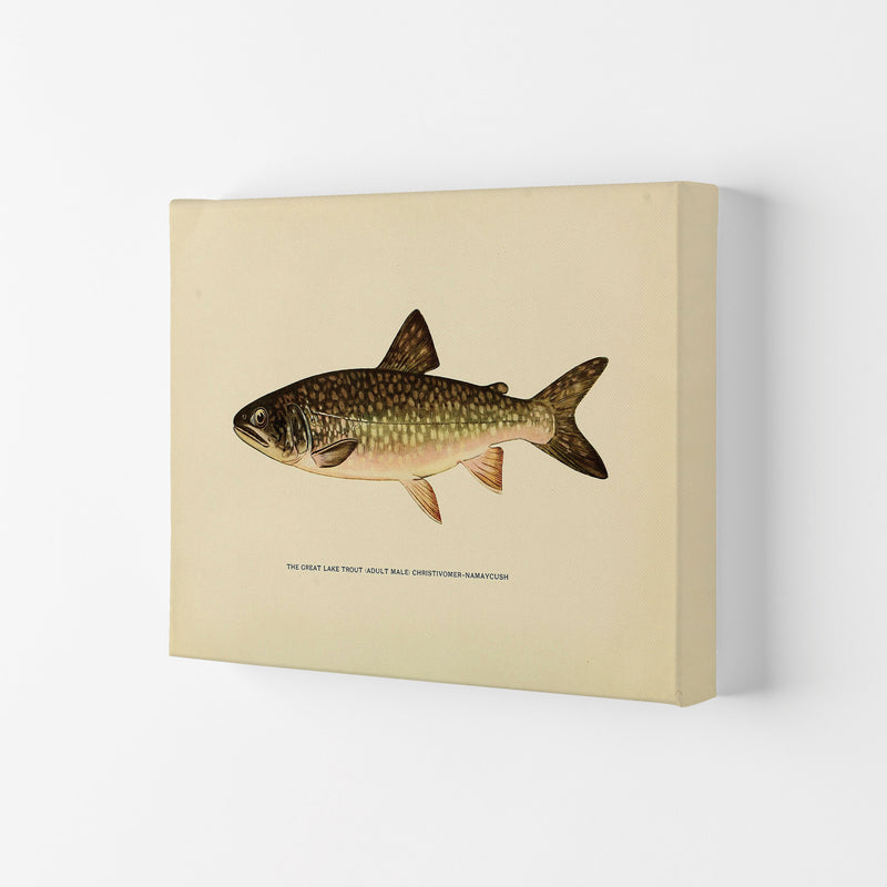 Lake Trout Illustration Art Print by Jason Stanley