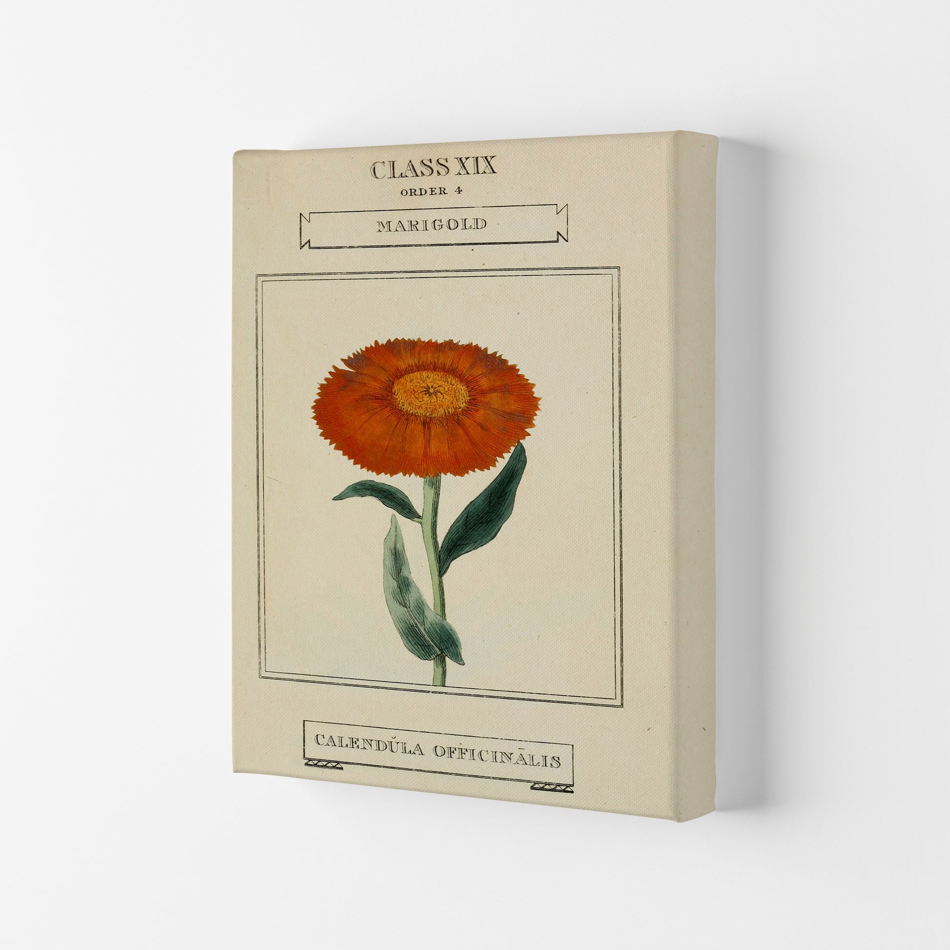 Vintage Flower Series 9 Art Print by Jason Stanley Canvas