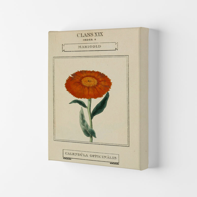 Vintage Flower Series 9 Art Print by Jason Stanley Canvas