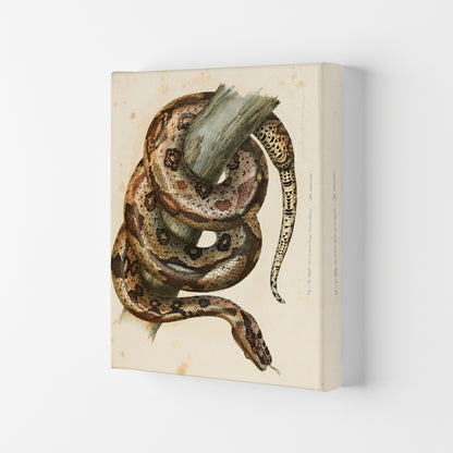 Vintage Snake Illustration Art Print by Jason Stanley Canvas