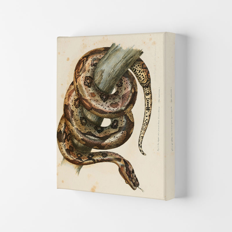 Vintage Snake Illustration Art Print by Jason Stanley Canvas
