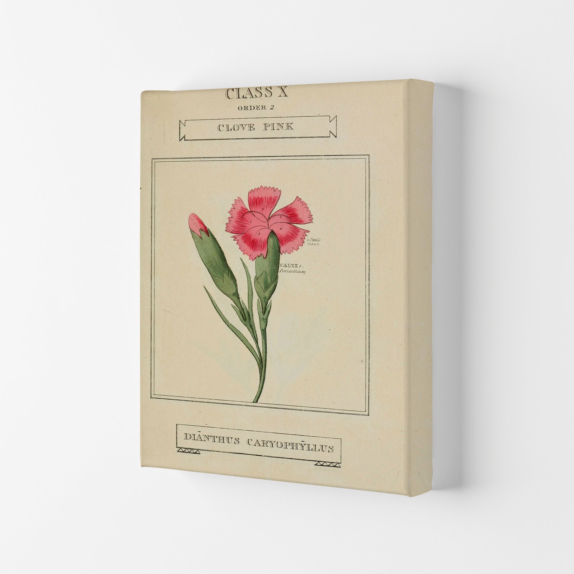 Vintage Flower Series 4 Art Print by Jason Stanley Canvas