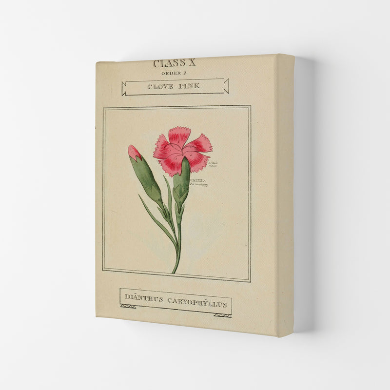Vintage Flower Series 4 Art Print by Jason Stanley Canvas