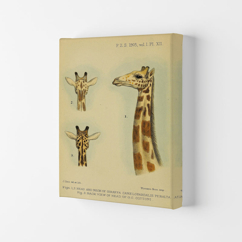 Longest Neck In The Jungle Art Print by Jason Stanley Canvas