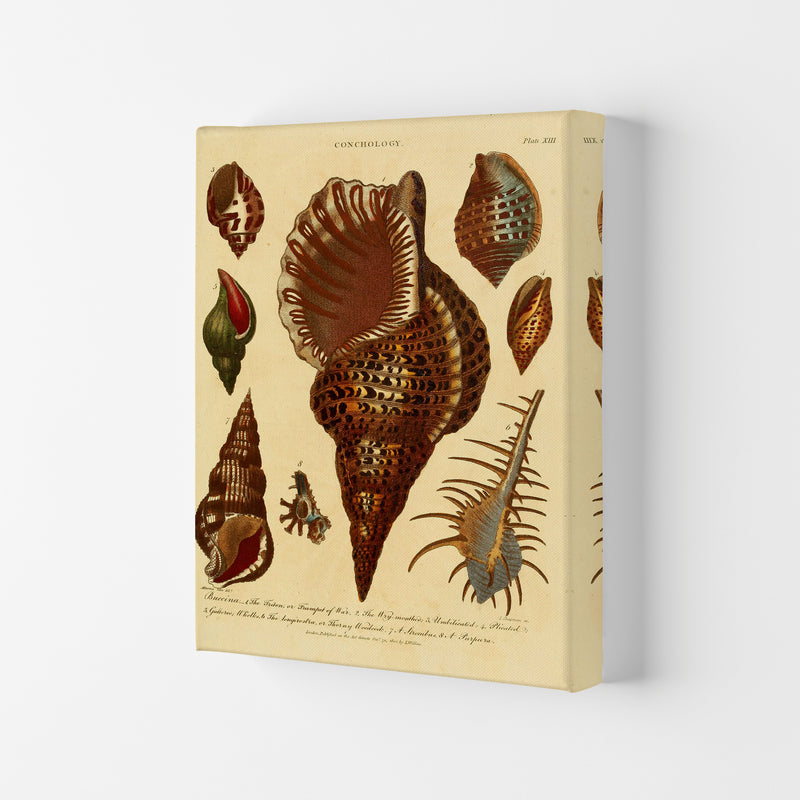 Vintage Conchology 2 Art Print by Jason Stanley Canvas