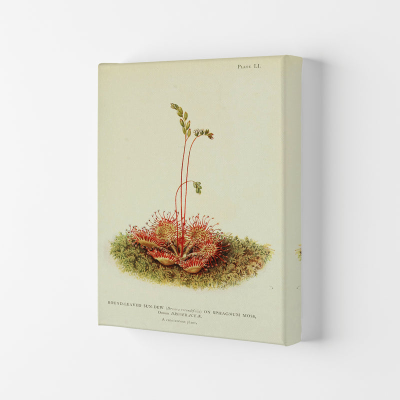 A Carnivorous Plant Art Print by Jason Stanley Canvas