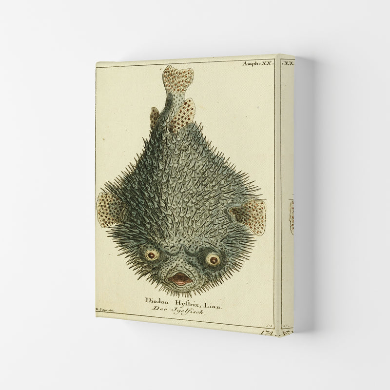 Vintage Japanese Fish Art Print by Jason Stanley Canvas