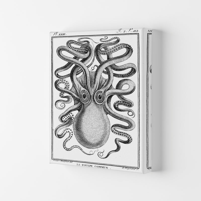 White Vintage Octopus Art Print by Jason Stanley Canvas