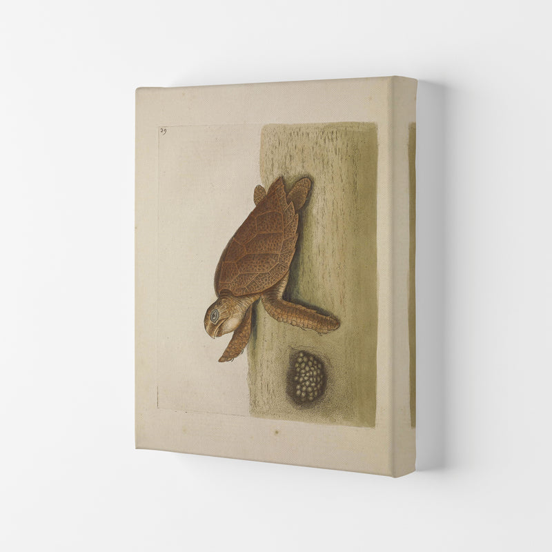 Vintage Sea Turtle Art Print by Jason Stanley Canvas