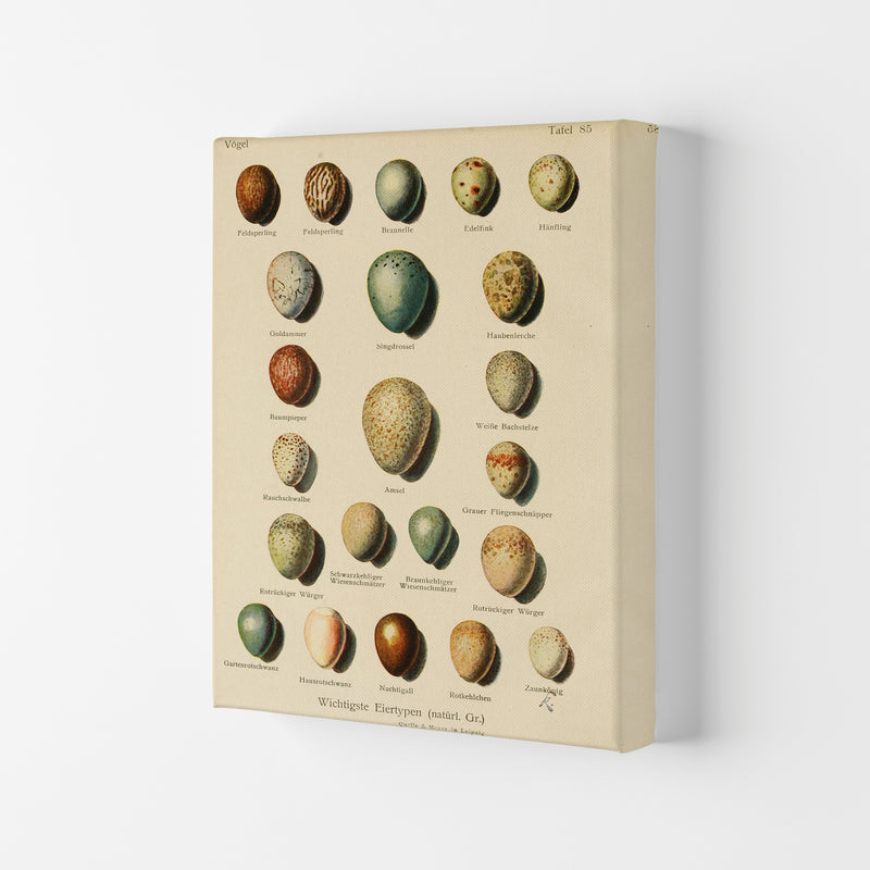 Vintage Set Of Eggs Art Print by Jason Stanley Canvas