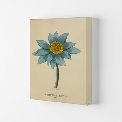 Vintage Lotus Flower Art Print by Jason Stanley Canvas