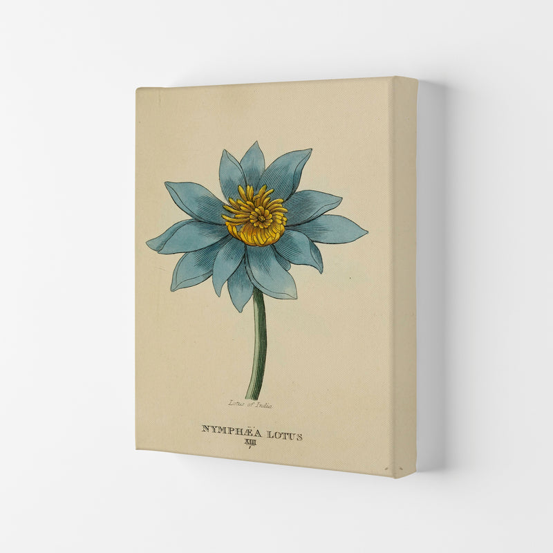 Vintage Lotus Flower Art Print by Jason Stanley Canvas
