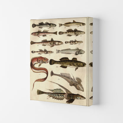 Creatures Of The Sea Art Print by Jason Stanley Canvas