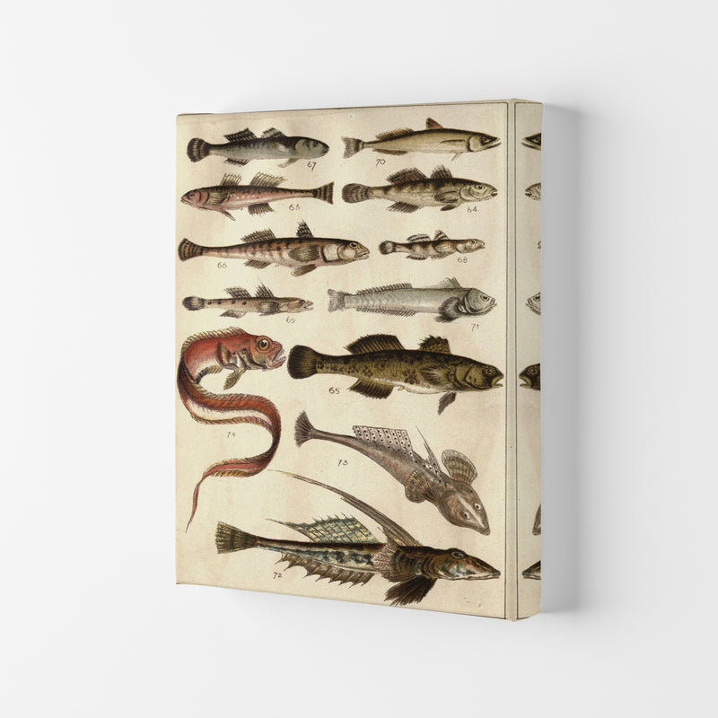 Creatures Of The Sea Art Print by Jason Stanley Canvas