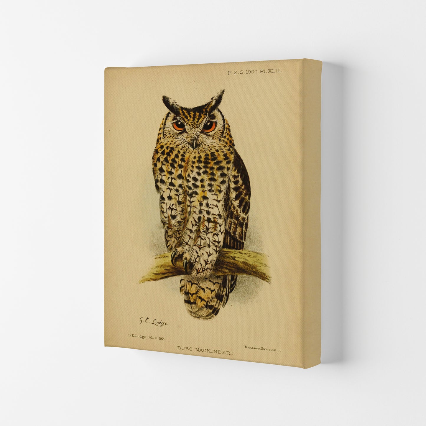 Vintage Owl Copy Art Print by Jason Stanley Canvas