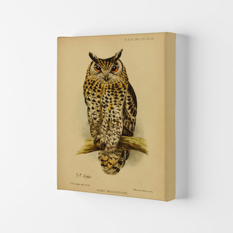 Vintage Owl Copy Art Print by Jason Stanley Canvas