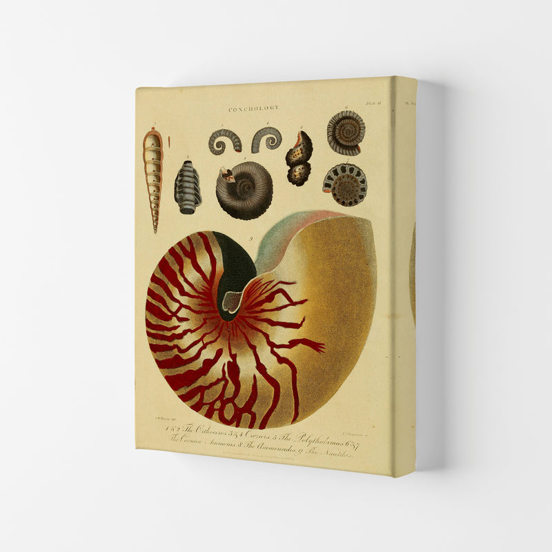 Vintage Conchology Art Print by Jason Stanley Canvas