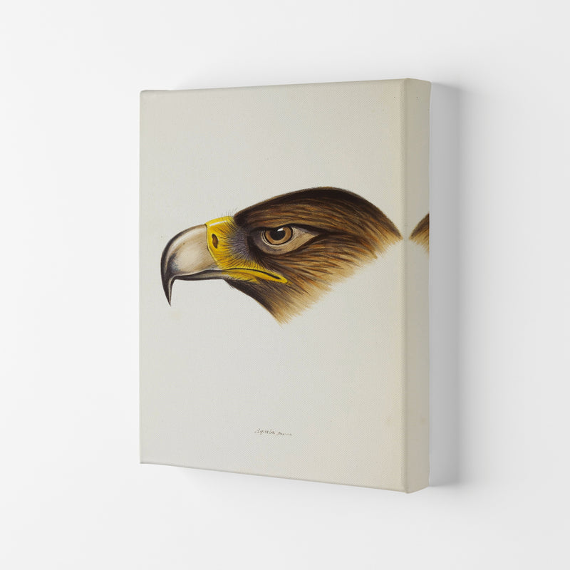 Vintage Eagle Face Art Print by Jason Stanley Canvas