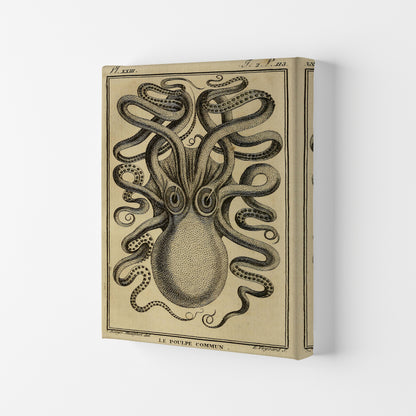 Vintage Octopus 2 Art Print by Jason Stanley Canvas