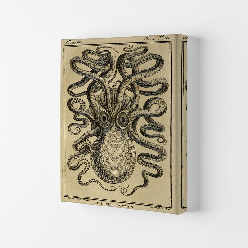 Vintage Octopus 2 Art Print by Jason Stanley Canvas