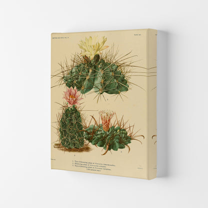 Cactus Series 11 Art Print by Jason Stanley Canvas