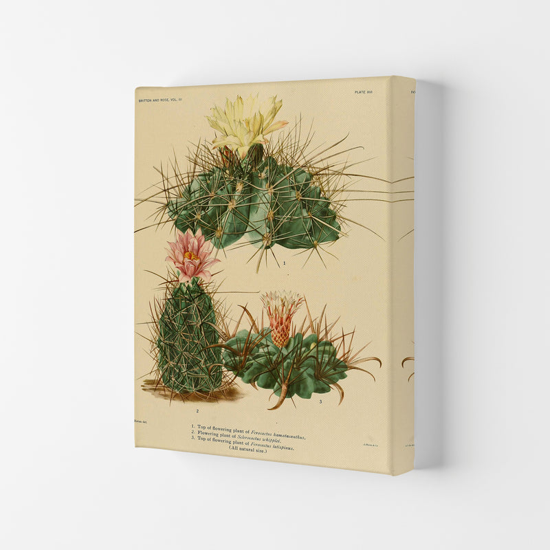 Cactus Series 11 Art Print by Jason Stanley Canvas