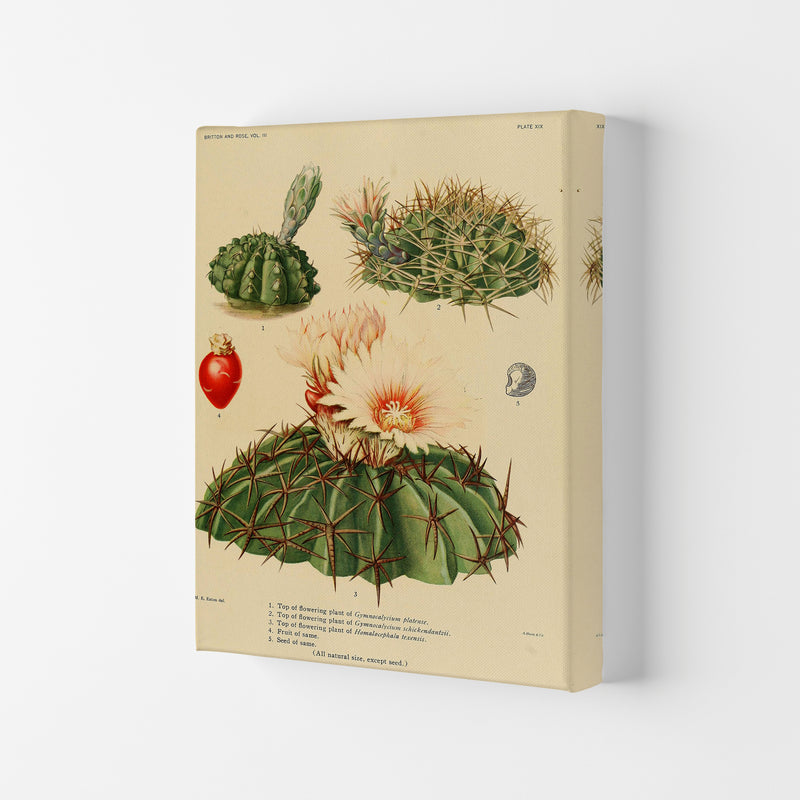 Cactus Series 14 Art Print by Jason Stanley Canvas