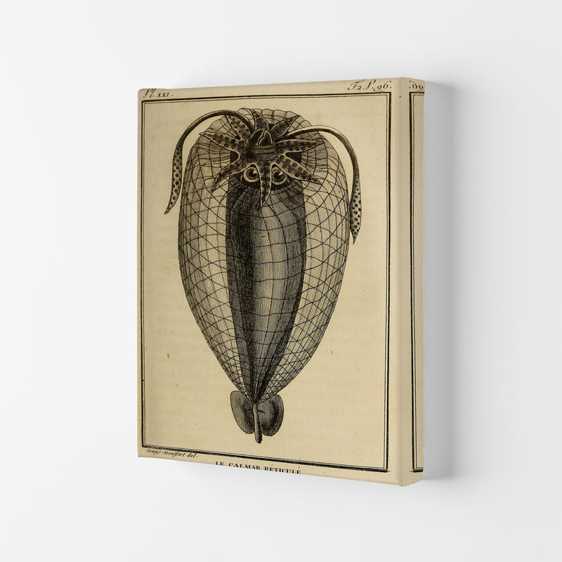 Vintage Squid 4 Art Print by Jason Stanley Canvas