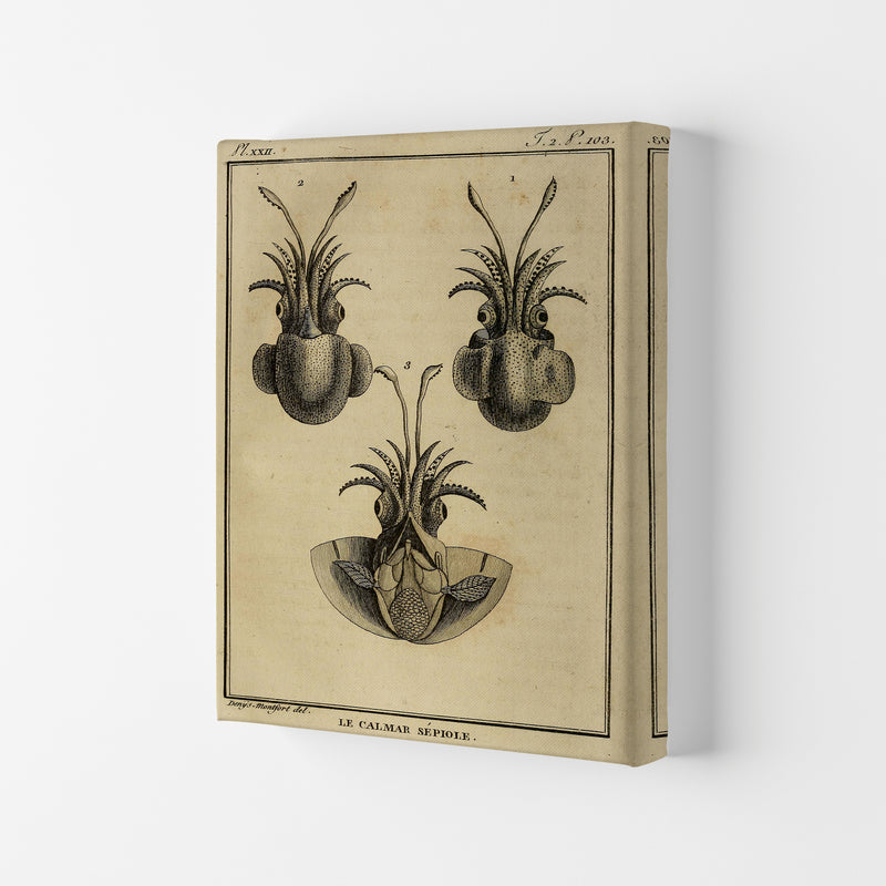 Vintage Squid 3 Art Print by Jason Stanley Canvas