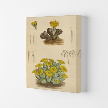 Vintage Cactus III Art Print by Jason Stanley Canvas