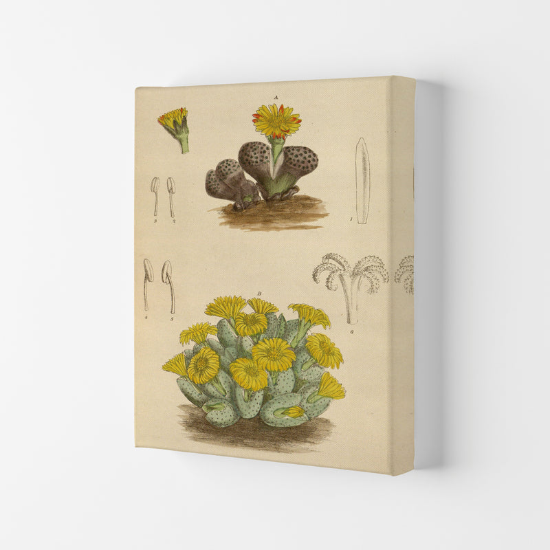 Vintage Cactus III Art Print by Jason Stanley Canvas