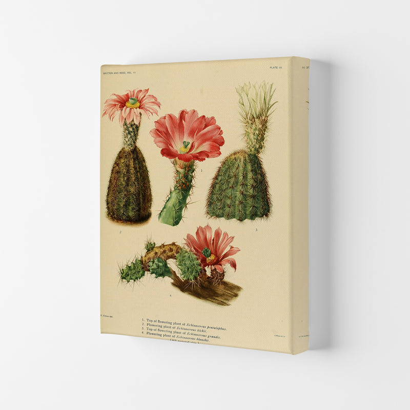 Cactus Series 2 Art Print by Jason Stanley Canvas