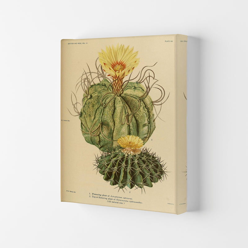 Cactus Series 15 Art Print by Jason Stanley Canvas