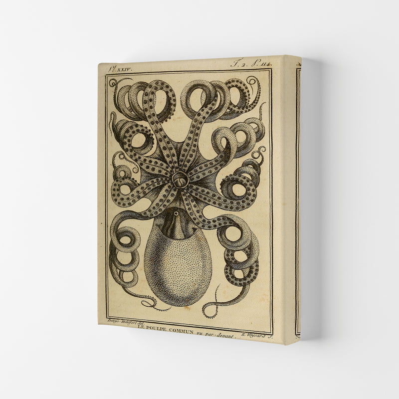 Vintage Octopus Art Print by Jason Stanley Canvas