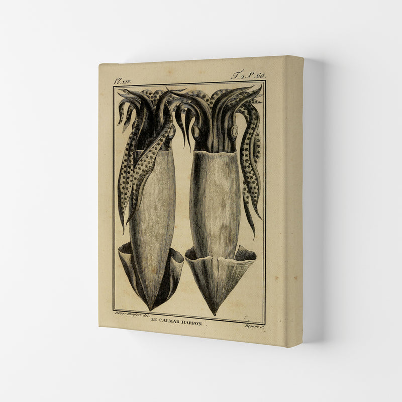 Vintage Squid 5 Art Print by Jason Stanley Canvas