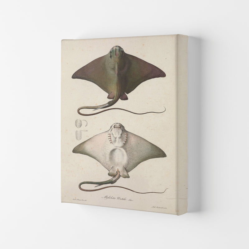 Vintage Stingray Art Print by Jason Stanley Canvas
