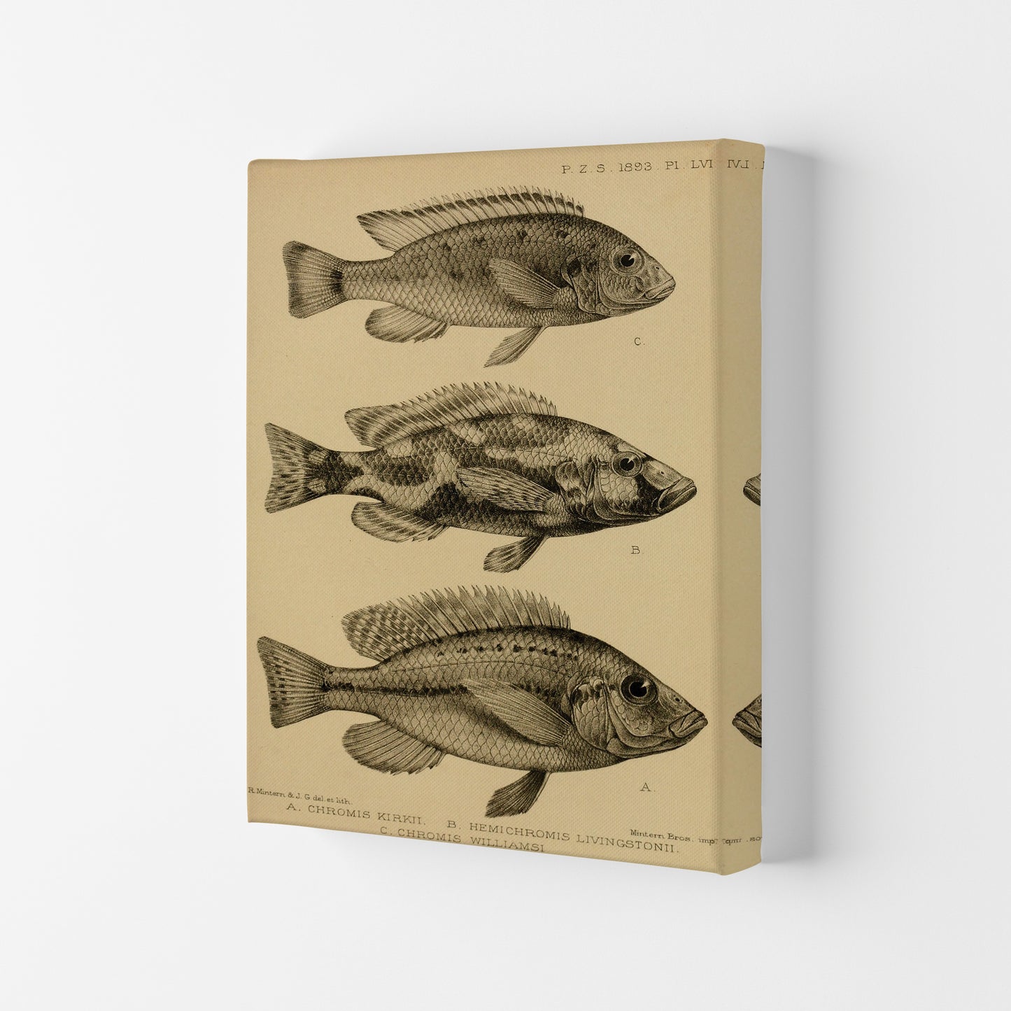 Various Fish Art Print by Jason Stanley Canvas