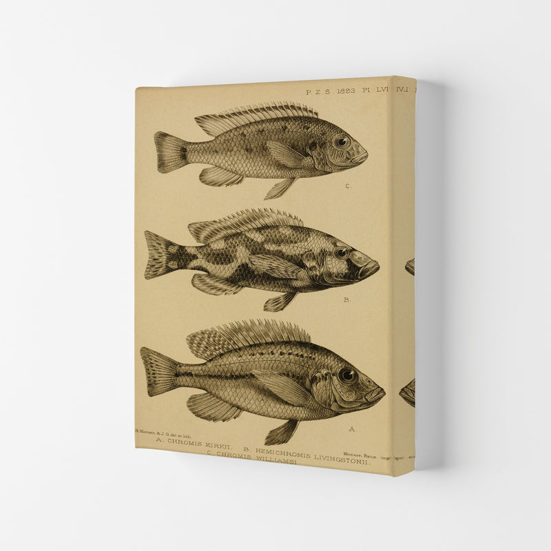 Vintage Fish Art Print by Jason Stanley Canvas