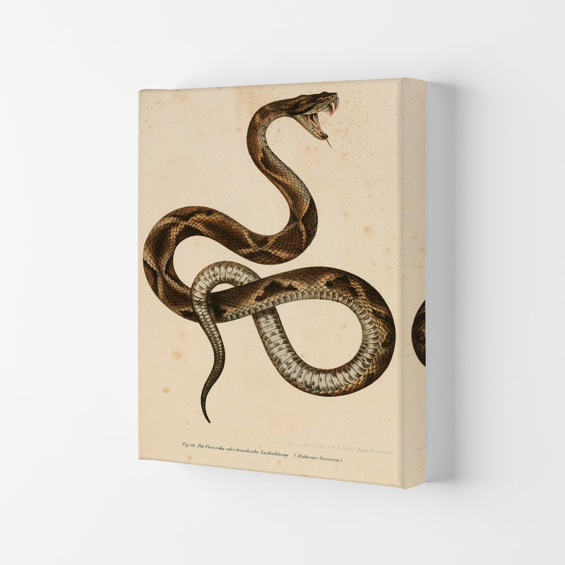 Vintage Snake Art Print by Jason Stanley