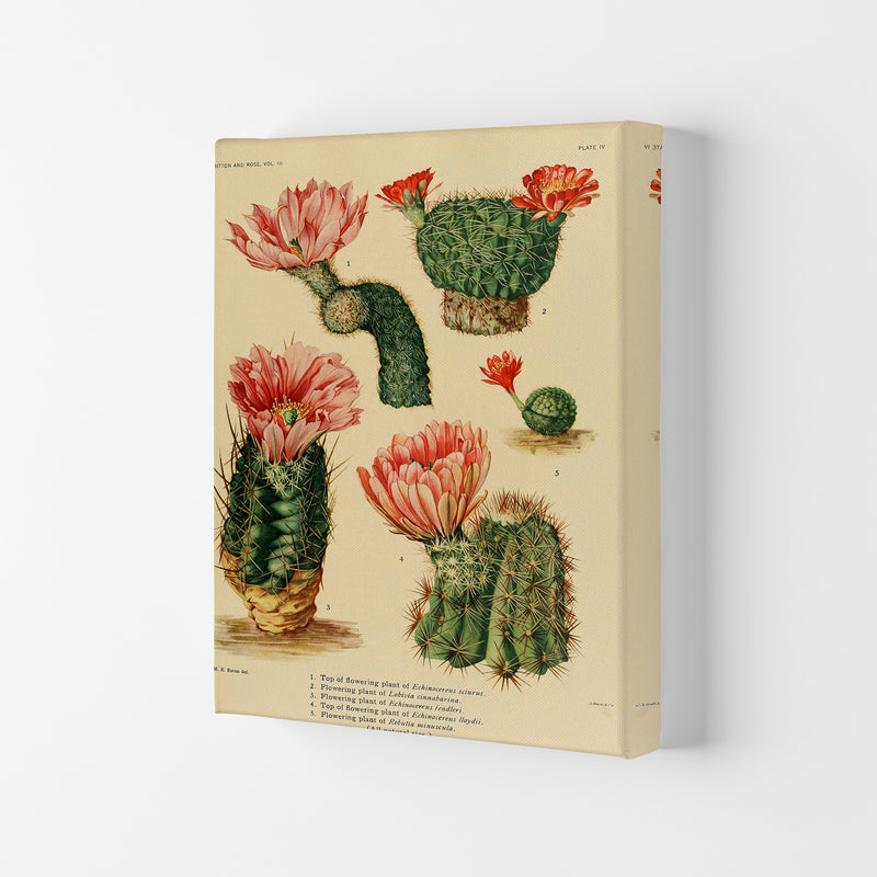 Cactus Series 3 Art Print by Jason Stanley Canvas