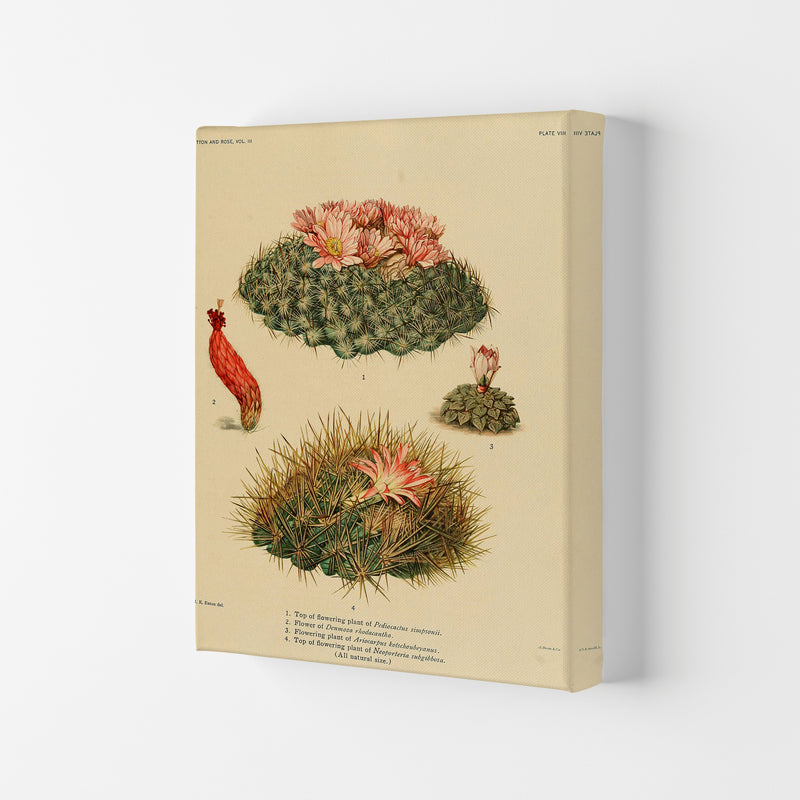 Cactus Series 7 Art Print by Jason Stanley Canvas