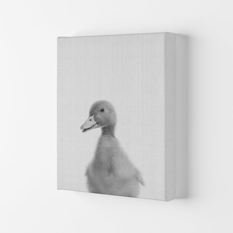 Curious Duck Art Print by Jason Stanley Canvas