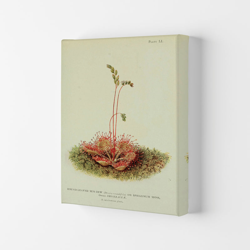 Venus Fly Trap Art Print by Jason Stanley Canvas