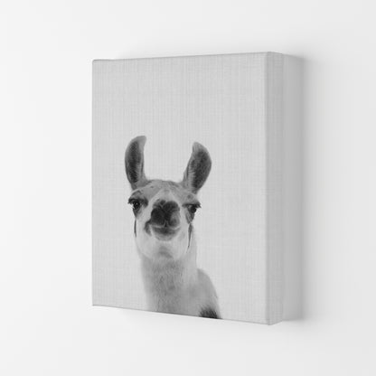 Llama Art Print by Jason Stanley Canvas