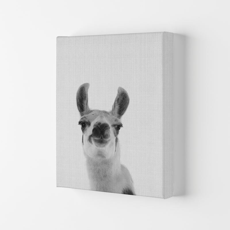 Llama Art Print by Jason Stanley Canvas