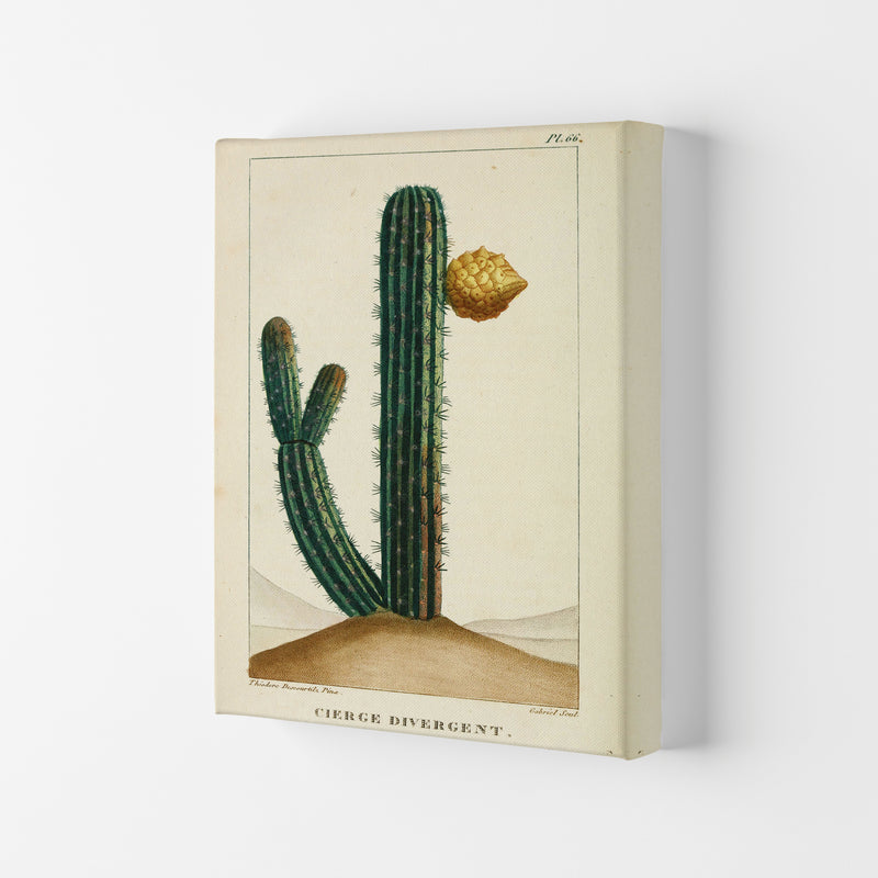 Vintage Cactus Art Print by Jason Stanley Canvas